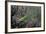 Mantis Religiosa (Praying Mantis)-Paul Starosta-Framed Photographic Print