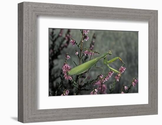 Mantis Religiosa (Praying Mantis)-Paul Starosta-Framed Photographic Print