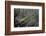 Mantis Religiosa (Praying Mantis)-Paul Starosta-Framed Photographic Print