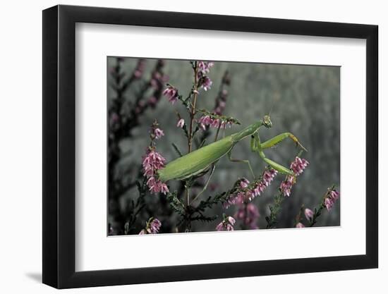 Mantis Religiosa (Praying Mantis)-Paul Starosta-Framed Photographic Print