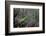 Mantis Religiosa (Praying Mantis)-Paul Starosta-Framed Photographic Print