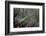 Mantis Religiosa (Praying Mantis)-Paul Starosta-Framed Photographic Print