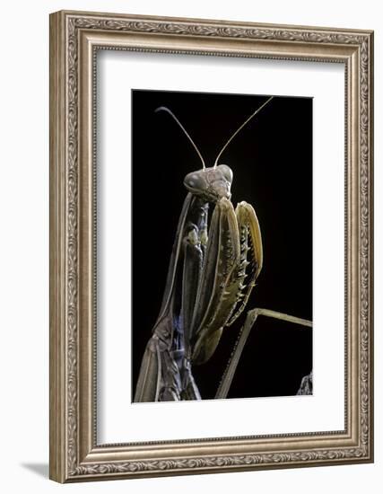 Mantis Religiosa (Praying Mantis) --Paul Starosta-Framed Photographic Print