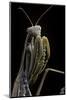 Mantis Religiosa (Praying Mantis) --Paul Starosta-Mounted Photographic Print