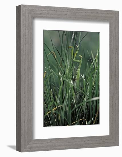 Mantis Religiosa (Praying Mantis)-Paul Starosta-Framed Photographic Print