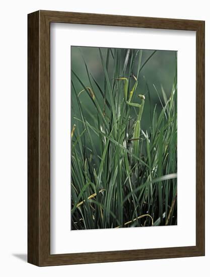 Mantis Religiosa (Praying Mantis)-Paul Starosta-Framed Photographic Print