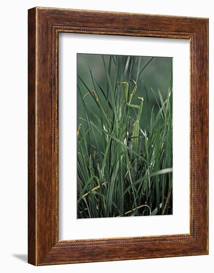 Mantis Religiosa (Praying Mantis)-Paul Starosta-Framed Photographic Print