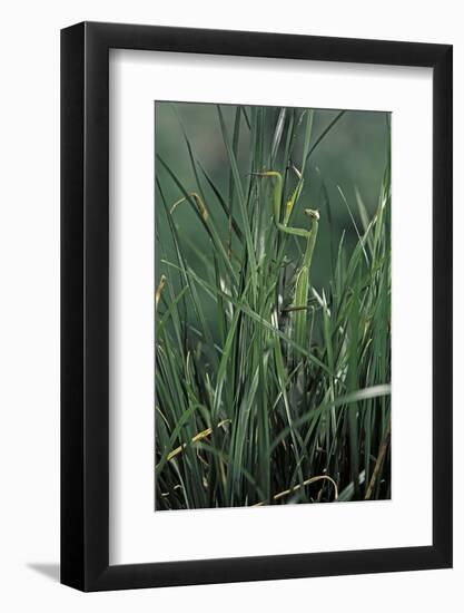 Mantis Religiosa (Praying Mantis)-Paul Starosta-Framed Photographic Print