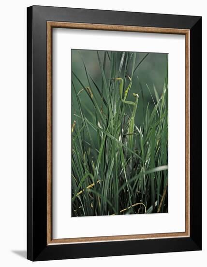 Mantis Religiosa (Praying Mantis)-Paul Starosta-Framed Photographic Print