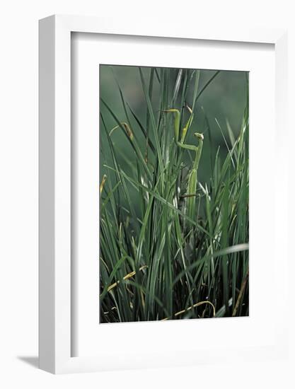 Mantis Religiosa (Praying Mantis)-Paul Starosta-Framed Photographic Print