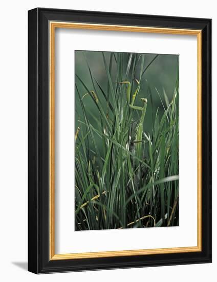 Mantis Religiosa (Praying Mantis)-Paul Starosta-Framed Photographic Print