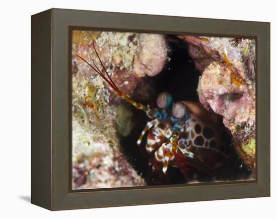 Mantis Shrimp (Gonodactylus Sp.), a Hole Dwelling Crustacean, Queensland, Australia, Pacific-Louise Murray-Framed Premier Image Canvas