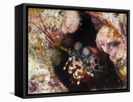 Mantis Shrimp (Gonodactylus Sp.), a Hole Dwelling Crustacean, Queensland, Australia, Pacific-Louise Murray-Framed Premier Image Canvas