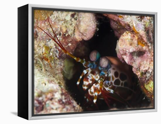 Mantis Shrimp (Gonodactylus Sp.), a Hole Dwelling Crustacean, Queensland, Australia, Pacific-Louise Murray-Framed Premier Image Canvas