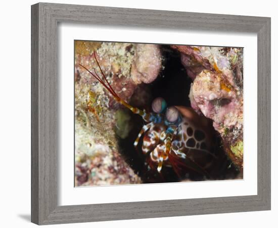 Mantis Shrimp (Gonodactylus Sp.), a Hole Dwelling Crustacean, Queensland, Australia, Pacific-Louise Murray-Framed Photographic Print