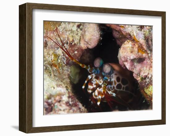 Mantis Shrimp (Gonodactylus Sp.), a Hole Dwelling Crustacean, Queensland, Australia, Pacific-Louise Murray-Framed Photographic Print