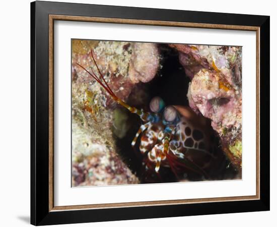 Mantis Shrimp (Gonodactylus Sp.), a Hole Dwelling Crustacean, Queensland, Australia, Pacific-Louise Murray-Framed Photographic Print