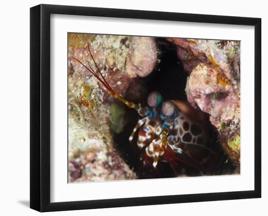 Mantis Shrimp (Gonodactylus Sp.), a Hole Dwelling Crustacean, Queensland, Australia, Pacific-Louise Murray-Framed Photographic Print