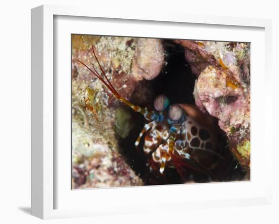 Mantis Shrimp (Gonodactylus Sp.), a Hole Dwelling Crustacean, Queensland, Australia, Pacific-Louise Murray-Framed Photographic Print