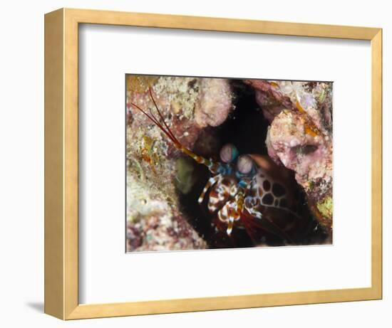 Mantis Shrimp (Gonodactylus Sp.), a Hole Dwelling Crustacean, Queensland, Australia, Pacific-Louise Murray-Framed Photographic Print