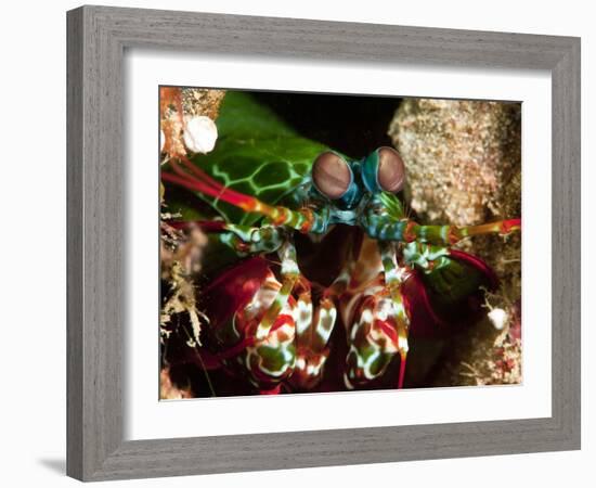 Mantis Shrimp (Odontodactylus Scyllarus), Sulawesi, Indonesia, Southeast Asia, Asia-Lisa Collins-Framed Photographic Print