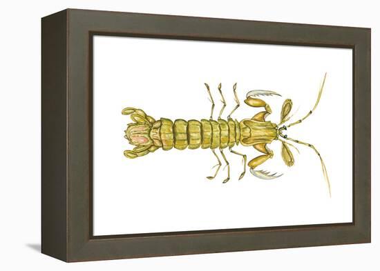 Mantis Shrimp (Squilla Empusa), Crustaceans-Encyclopaedia Britannica-Framed Stretched Canvas