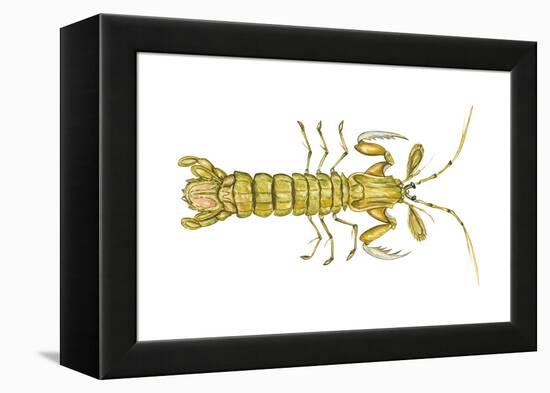 Mantis Shrimp (Squilla Empusa), Crustaceans-Encyclopaedia Britannica-Framed Stretched Canvas