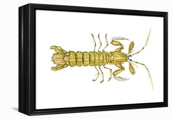 Mantis Shrimp (Squilla Empusa), Crustaceans-Encyclopaedia Britannica-Framed Stretched Canvas