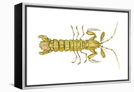 Mantis Shrimp (Squilla Empusa), Crustaceans-Encyclopaedia Britannica-Framed Stretched Canvas