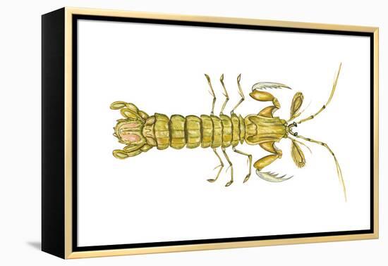 Mantis Shrimp (Squilla Empusa), Crustaceans-Encyclopaedia Britannica-Framed Stretched Canvas