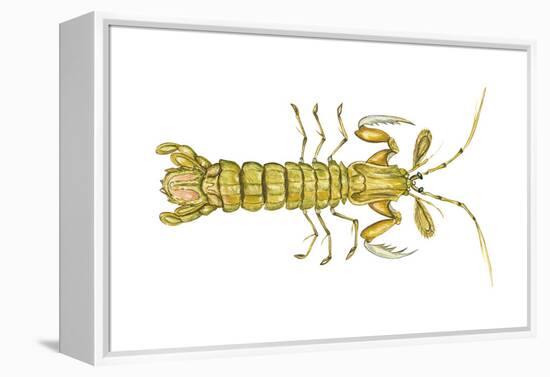 Mantis Shrimp (Squilla Empusa), Crustaceans-Encyclopaedia Britannica-Framed Stretched Canvas