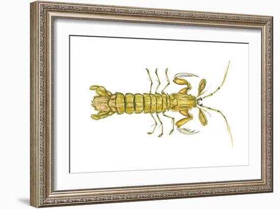 Mantis Shrimp (Squilla Empusa), Crustaceans-Encyclopaedia Britannica-Framed Art Print