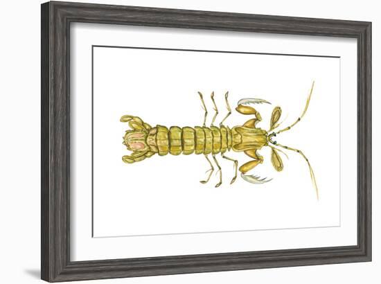 Mantis Shrimp (Squilla Empusa), Crustaceans-Encyclopaedia Britannica-Framed Art Print