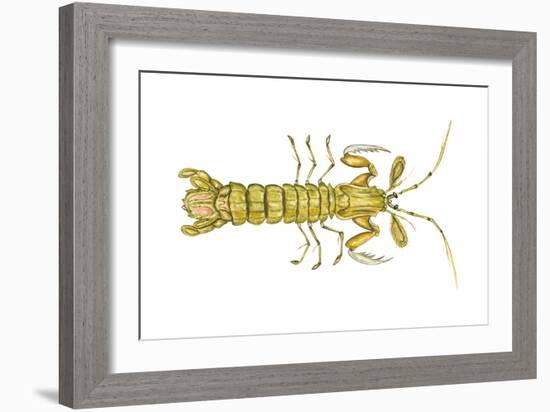 Mantis Shrimp (Squilla Empusa), Crustaceans-Encyclopaedia Britannica-Framed Art Print