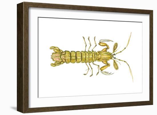 Mantis Shrimp (Squilla Empusa), Crustaceans-Encyclopaedia Britannica-Framed Art Print