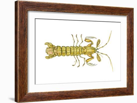 Mantis Shrimp (Squilla Empusa), Crustaceans-Encyclopaedia Britannica-Framed Art Print