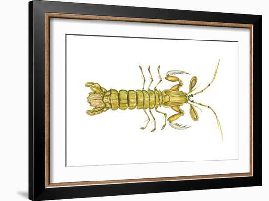 Mantis Shrimp (Squilla Empusa), Crustaceans-Encyclopaedia Britannica-Framed Art Print