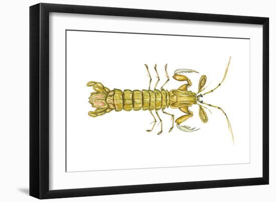 Mantis Shrimp (Squilla Empusa), Crustaceans-Encyclopaedia Britannica-Framed Art Print