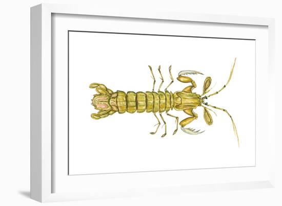 Mantis Shrimp (Squilla Empusa), Crustaceans-Encyclopaedia Britannica-Framed Art Print