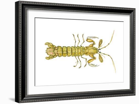 Mantis Shrimp (Squilla Empusa), Crustaceans-Encyclopaedia Britannica-Framed Art Print