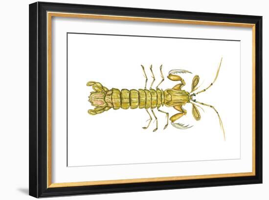 Mantis Shrimp (Squilla Empusa), Crustaceans-Encyclopaedia Britannica-Framed Art Print