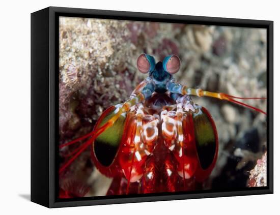 Mantis Shrimp-null-Framed Premier Image Canvas