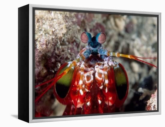 Mantis Shrimp-null-Framed Premier Image Canvas