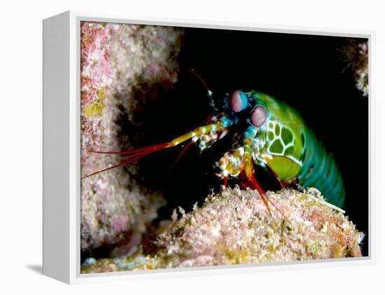 Mantis Shrimp-Louise Murray-Framed Premier Image Canvas