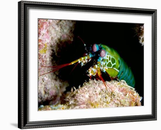 Mantis Shrimp-Louise Murray-Framed Photographic Print
