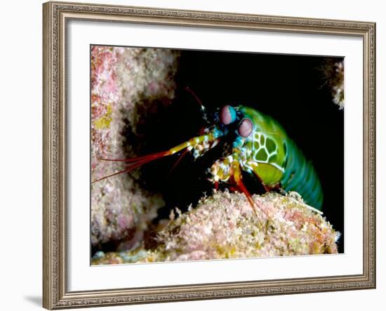 Mantis Shrimp-Louise Murray-Framed Photographic Print