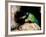 Mantis Shrimp-Louise Murray-Framed Photographic Print