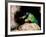 Mantis Shrimp-Louise Murray-Framed Photographic Print