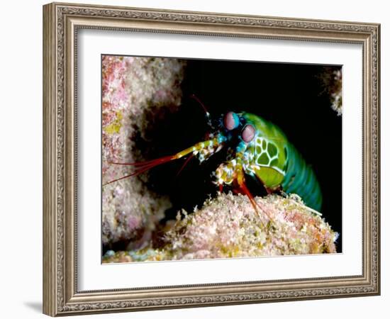 Mantis Shrimp-Louise Murray-Framed Photographic Print