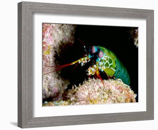 Mantis Shrimp-Louise Murray-Framed Photographic Print